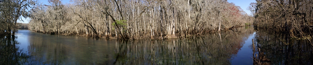 Manatee Springs Tributary to the Suwannee River, Florida.  (MS-ICE composite of 7 photos.)